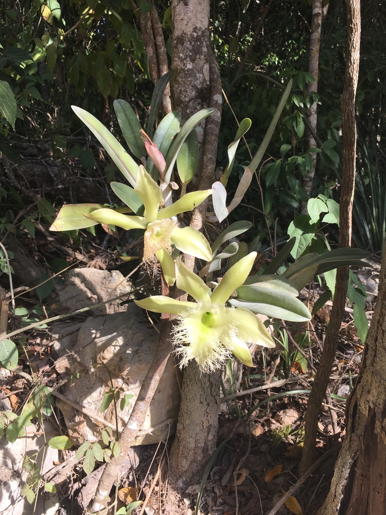 Rhyncholaelia digbyana