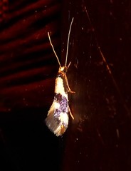 Opogona comptella