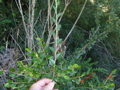 Cotoneaster simonsii