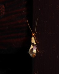 Opogona comptella