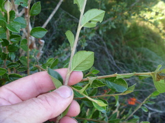Cotoneaster simonsii