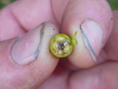 Cotoneaster simonsii