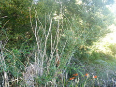 Cotoneaster simonsii