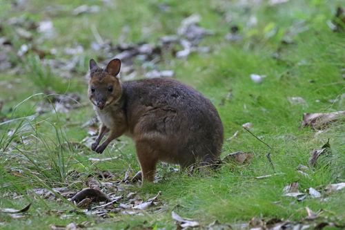 Red-legged Pademelon, Yungaburra QLD 4884, Australia, photo 9 of 10