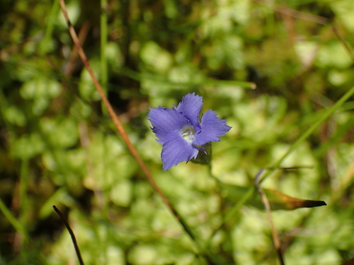 Image of Gentianopsis simplex by (c) Justin Paulin, some rights reserved (CC BY)