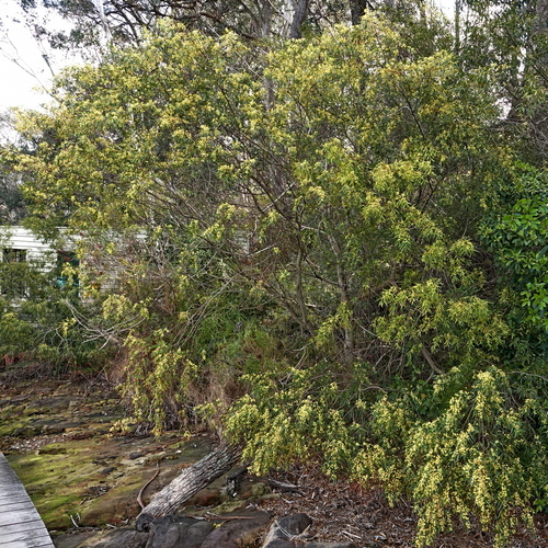 bower wattle (Acacia subporosa)