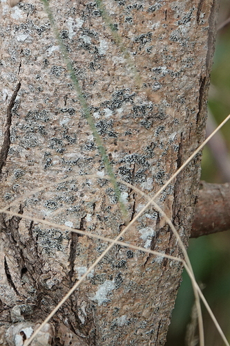 Image of Acacia subporosa by (c) Max Campbell, some rights reserved (CC BY)