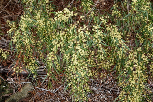 Image of Acacia subporosa by (c) Max Campbell, some rights reserved (CC BY)