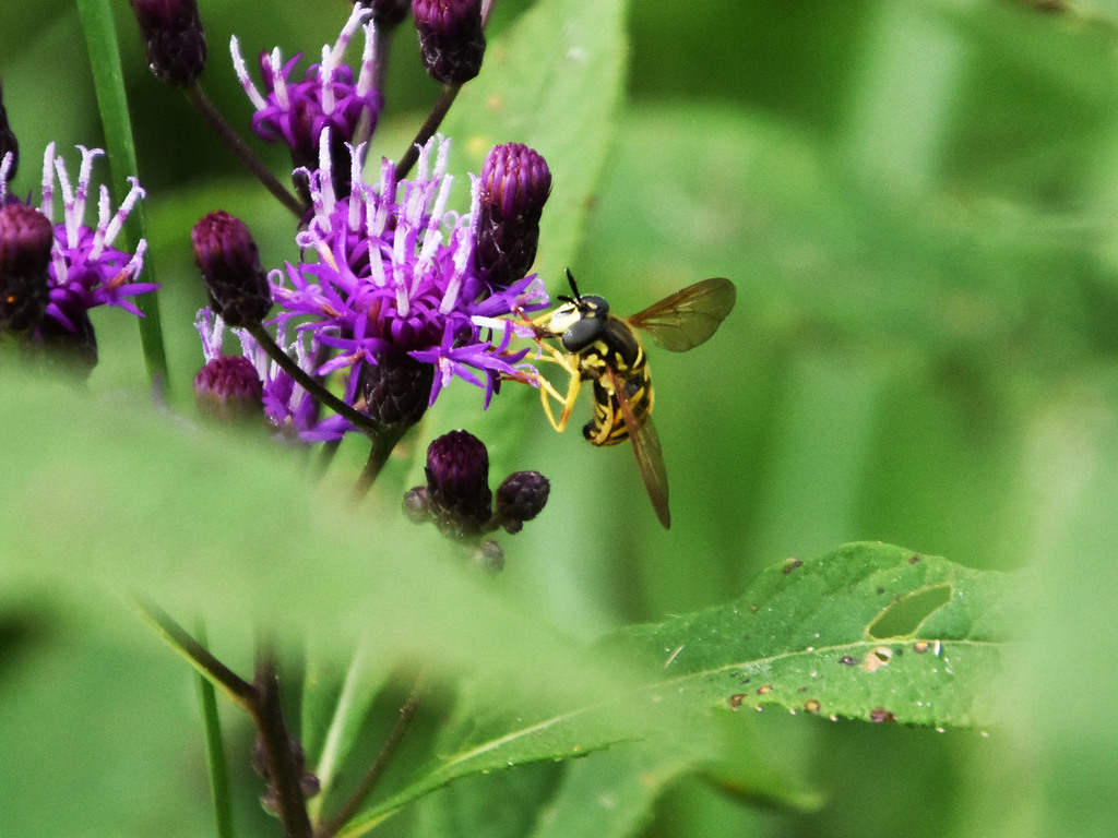 hover-flies-in-august-2023-by-bkgs66-inaturalist