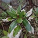 Daphniphyllum teijsmannii - Photo (c) Mizuki Shimoda, algunos derechos reservados (CC BY-NC), subido por Mizuki Shimoda
