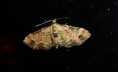 Chloroclystis sphragitis