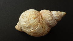 Buccinum undatum