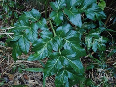 Angelica japonica