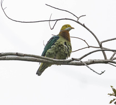 Pink-Spotted Fruit-Dove photo 2