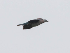 Zoe's Imperial-Pigeon photo 4