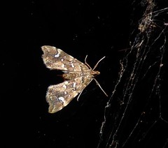 Musotima nitidalis