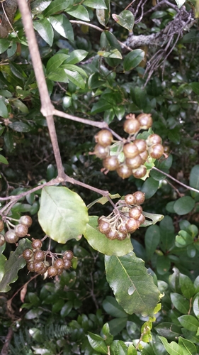 Psorospermum androsaemifolium image