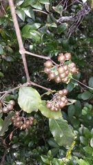 Image of Psorospermum androsaemifolium