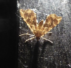 Musotima nitidalis