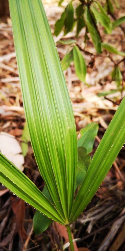 Something in September 2023 by richiehall · iNaturalist
