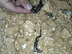 Plestiodon tetragrammus brevilineatus