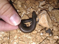 Plestiodon tetragrammus brevilineatus