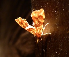 Musotima nitidalis