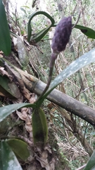 Bulbophyllum coriophorum image