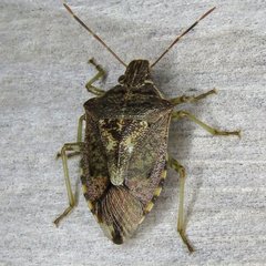 Podisus serieventris