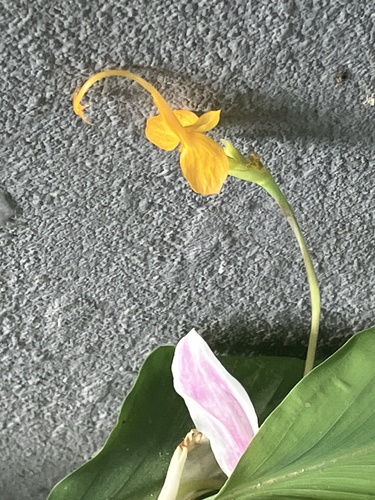 Foto de Gengibre-dançarino