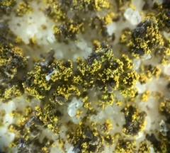 Flavoplaca flavocitrina