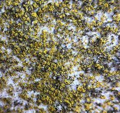 Flavoplaca flavocitrina