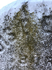 Flavoplaca flavocitrina