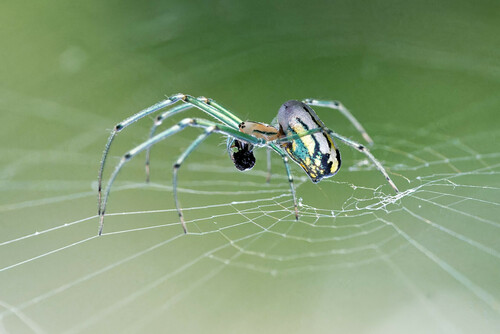 Photo of Orchard Orbweaver (Leucauge venusta)