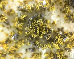 Flavoplaca flavocitrina