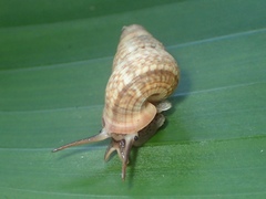 Parachondria