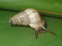Parachondria