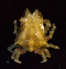 Macrocoeloma subparellelum