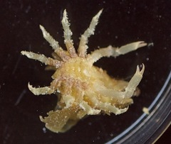 Macrocoeloma subparellelum