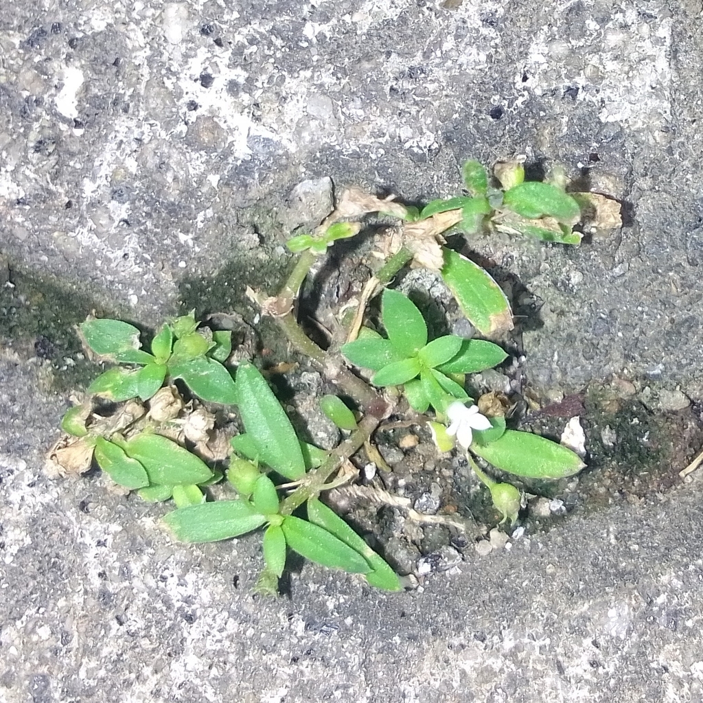 Old World Diamond Flower from Kochi, Kerala 683104, India on August 31