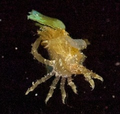 Macrocoeloma