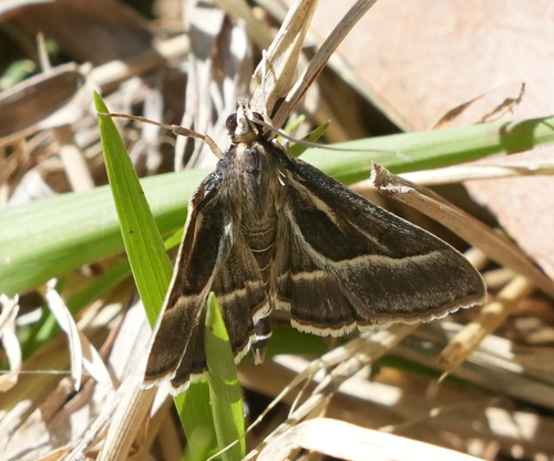 Omiodes continuatalis observed 2023-08-31