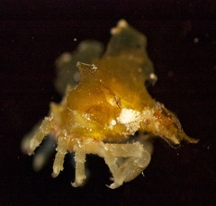 Macrocoeloma