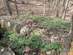 Phacelia bipinnatifida
