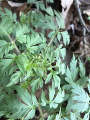 Phacelia bipinnatifida