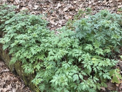Phacelia bipinnatifida