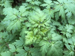 Phacelia bipinnatifida