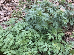 Phacelia bipinnatifida