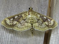 Herpetogramma thestealis