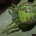 Araneus unanimus - Photo (c) Guilherme Cameis Freda, osa oikeuksista pidätetään (CC BY-SA), lähettänyt Guilherme Cameis Freda